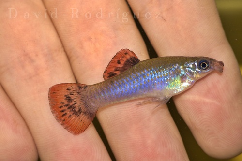 Liberty molly (Poecilia salvatoris) — Poeciliidae