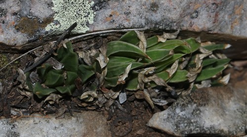 Image of Haworthia zantneriana by (c) Brian du Preez, some rights reserved (CC BY-SA)