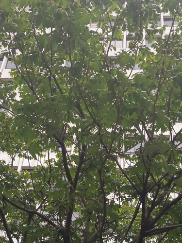 Chukrasia tabularis observed 2026-05-18