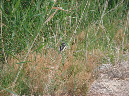 European Pied Flycatcher
