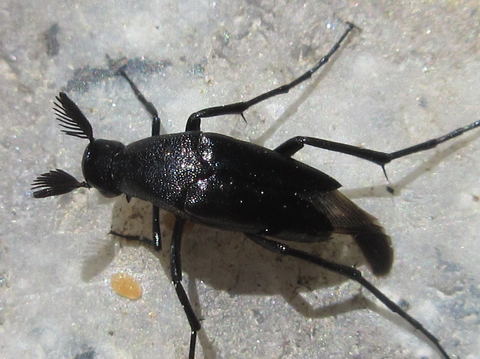 Macrosiagon nasuta