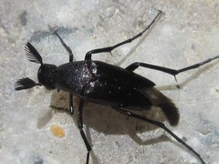 Macrosiagon nasuta