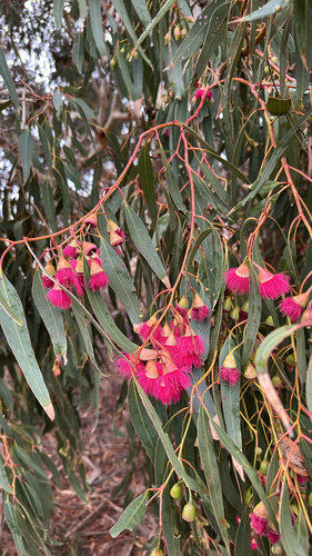 White ironbark (Eucalyptus leucoxylon)