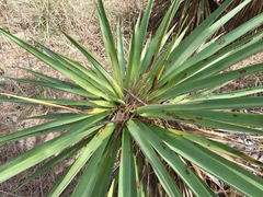 Yucca schottii