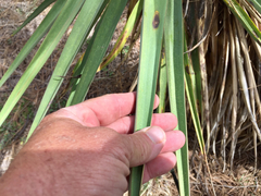 Yucca schottii