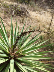 Yucca schottii