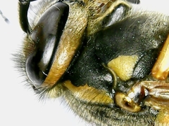 Vespula