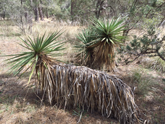 Yucca schottii