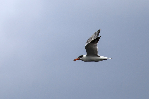 Caspian Tern