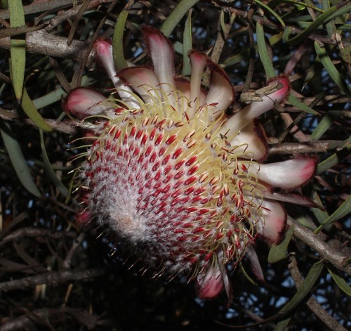 Image of Protea humiflora by (c) Brian du Preez, some rights reserved (CC BY-SA)