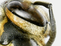 Vespula