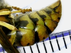 Vespula
