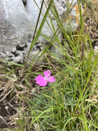 Dianthus gratianopolitanus