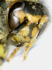 Vespula