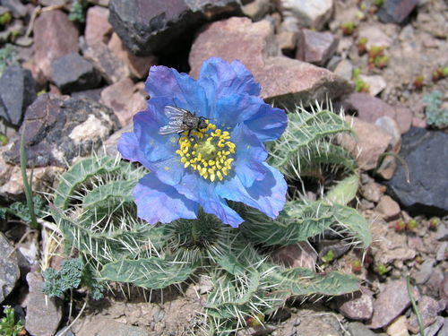 Image of Meconopsis horridula by (c) desertnaturalist, some rights reserved (CC BY)