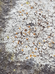 Caloplaca sideritis