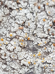 Caloplaca sideritis