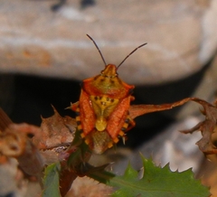 Carpocoris mediterraneus