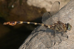 Phyllogomphoides stigmatus