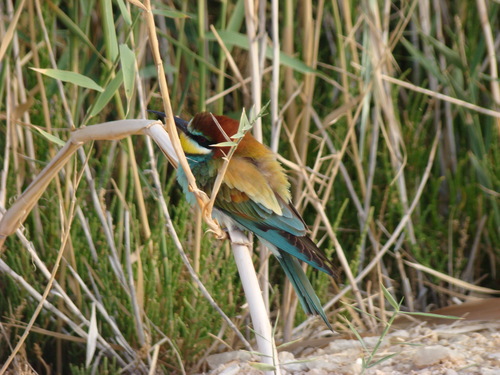 European Bee-eater