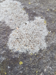 Caloplaca sideritis