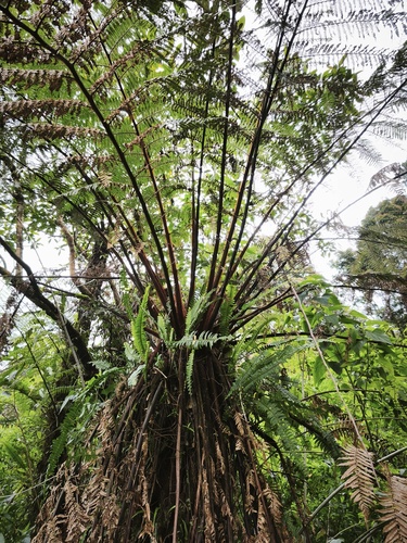 Dicksonia blumei observed 2026-05-02