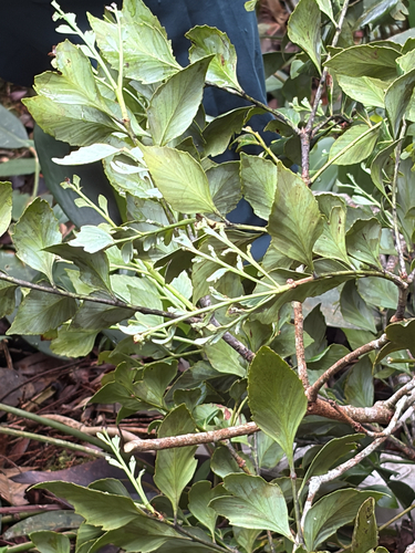 Phyllocladus hypophyllus observed 2026-05-18