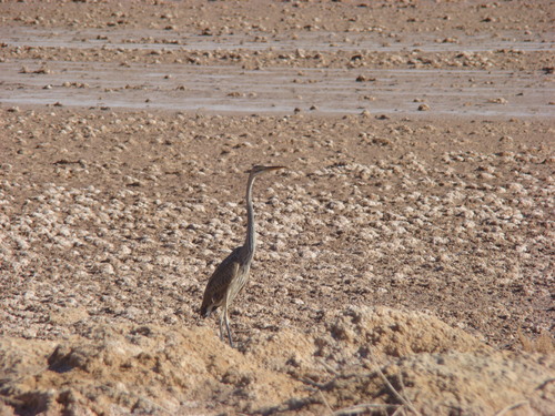 Purple Heron
