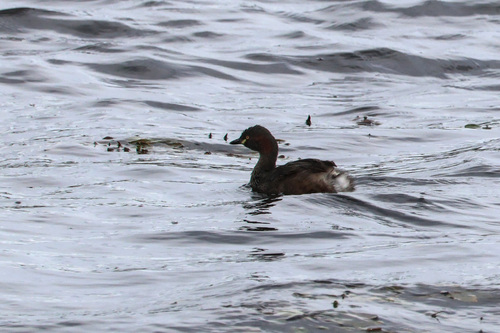 Australasian Grebe