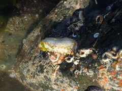 Eupentacta quinquesemita