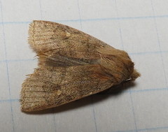 Eupsilia vinulenta