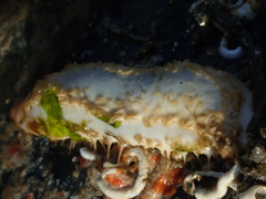 Eupentacta quinquesemita