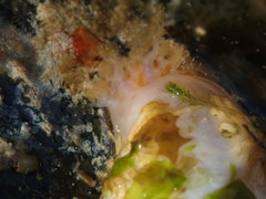 Eupentacta quinquesemita