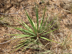 Yucca schottii