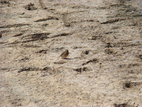 Red-throated Pipit