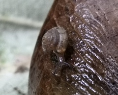 Kaliella depressa