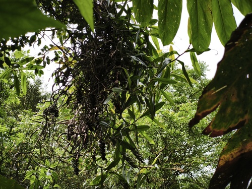 Nepenthes gymnamphora observed 2026-05-02