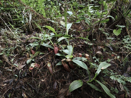 Nepenthes gymnamphora observed 2026-05-02