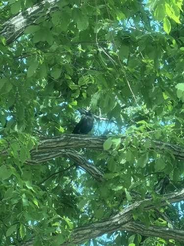 Large-billed Crow