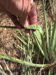 Yucca schottii