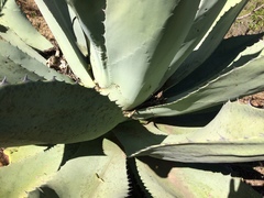 Agave durangensis