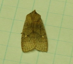 Eupsilia vinulenta
