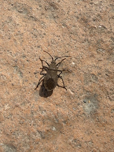 Hygia lativentris