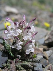 Pedicularis cheilanthifolia