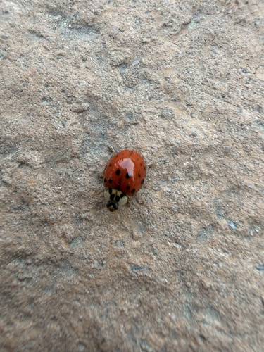 Asian Lady Beetle