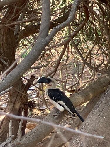 Von der Decken's Hornbill