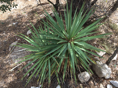 Yucca schottii