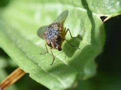 Calliphora augur