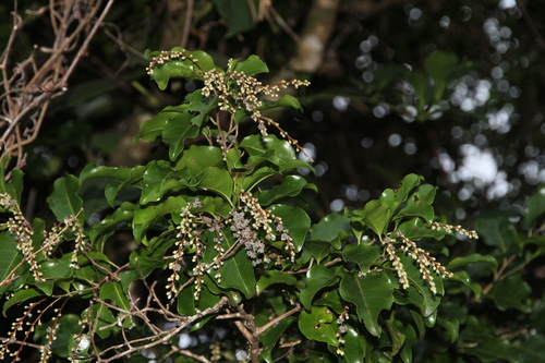 Homalium deplanchei observed 2026-04-15