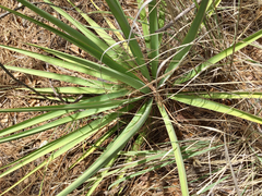 Yucca schottii
